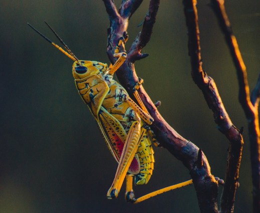 close-up-photo-of-grasshopper-511069-e1576062582407.jpg